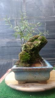 Un pequeño Sauce en un estanque pequeño : El Sauce crece Un pequeño Sauce en un estanque pequeño : El Sauce crece