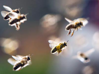 AERODINAMICA EN LAS ABEJAS - AERODYNAMIC IN THE BEES. abeja volando
