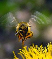 AERODINAMICA EN LAS ABEJAS - AERODYNAMIC IN THE BEES. abeja volando