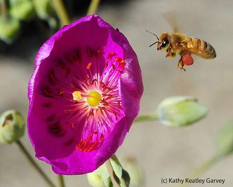 AERODINAMICA EN LAS ABEJAS - AERODYNAMIC IN THE BEES. abeja volando