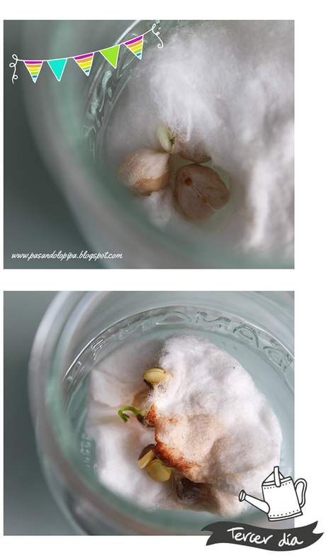 Germinar te va a encantar Germinar te va a encantar