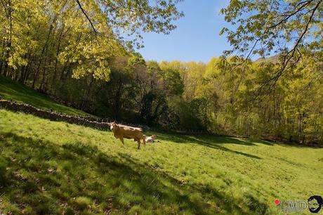 NO TE VAYAS DE NAVARRA: VALLE DE BAZTÁN (II)