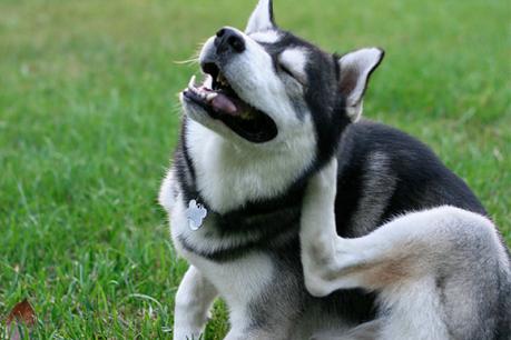 Alergias en Perros