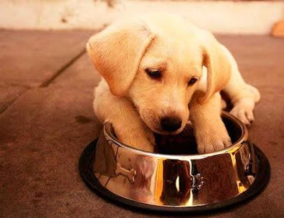 Conoce Alimentos perjudiciales para tu perro ¡Compártelo!