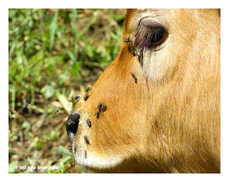 Acompañantes Acompañantes