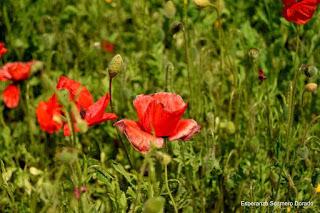 CAMPOS DE AMAPOLAS