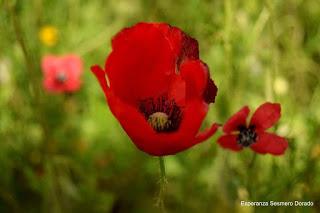 CAMPOS DE AMAPOLAS