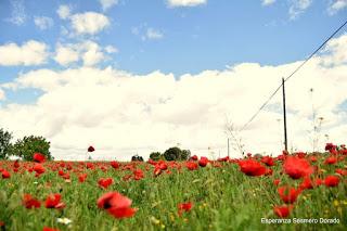 CAMPOS DE AMAPOLAS