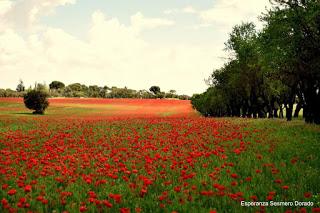 CAMPOS DE AMAPOLAS