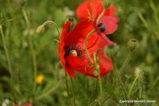 CAMPOS DE AMAPOLAS