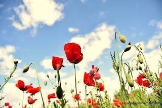 CAMPOS DE AMAPOLAS