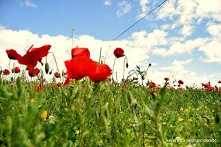 CAMPOS DE AMAPOLAS