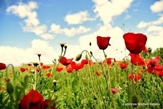 CAMPOS DE AMAPOLAS