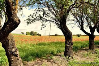 CAMPOS DE AMAPOLAS