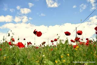 CAMPOS DE AMAPOLAS