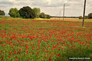 CAMPOS DE AMAPOLAS