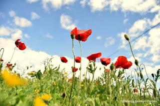 CAMPOS DE AMAPOLAS