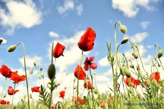 CAMPOS DE AMAPOLAS