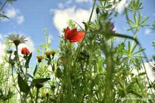 CAMPOS DE AMAPOLAS