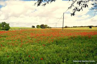 CAMPOS DE AMAPOLAS