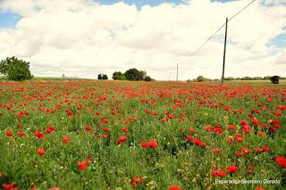 CAMPOS DE AMAPOLAS