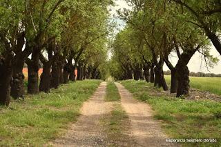 CAMPOS DE AMAPOLAS