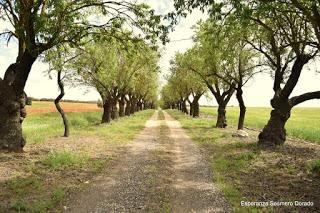 CAMPOS DE AMAPOLAS