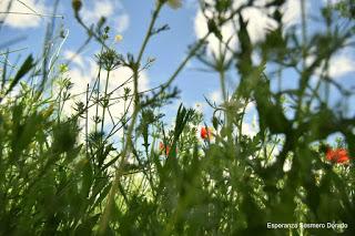 CAMPOS DE AMAPOLAS