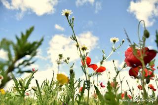 CAMPOS DE AMAPOLAS