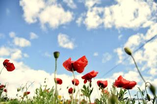 CAMPOS DE AMAPOLAS