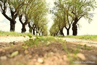 CAMPOS DE AMAPOLAS