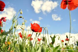 CAMPOS DE AMAPOLAS