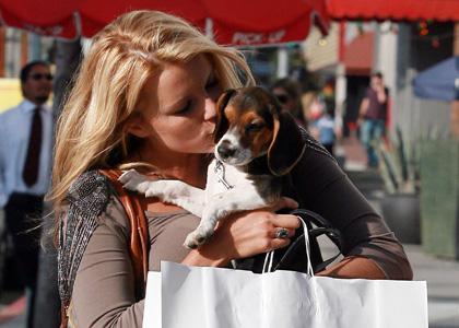 Celibrity Pets:  Perritos para llevar abajo del brazo