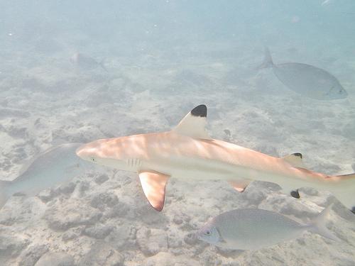shark in saipan Saipan día 1 y 2