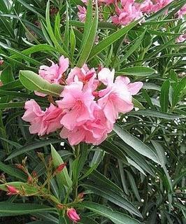 Arbustos con flores en maceta http://2.bp.blogspot.com/_nwJeePs4CdM/SriGJErDcaI/AAAAAAAAALs/i_lnX1Tjlro/s320/adelfa.jpg