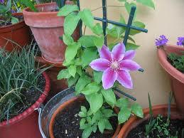 Arbustos con flores en maceta http://t1.gstatic.com/images?q=tbn:vPD1uN-34450cM:http://i63.photobucket.com/albums/h136/cllivia/floores001-1.jpg&t=1