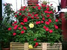 Arbustos con flores en maceta http://t1.gstatic.com/images?q=tbn:ANd9GcTVCIApVEs6iuUuktlIxgeLegY6dy3V0WlS47bNtA5qbG5jl6XyO5jMjIZi