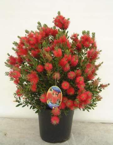 Arbustos con flores en maceta http://admin.comunicacionvegetal.com/img/especies/929-callistemon-laevis.jpg
