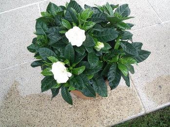 Arbustos con flores en maceta http://2.fimagenes.com/i/1/5/1b/vi_164437_2574770_554775.jpg