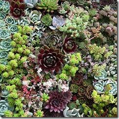 Jardines verticales de suculentas mod-cot-vert-garden-detail-l