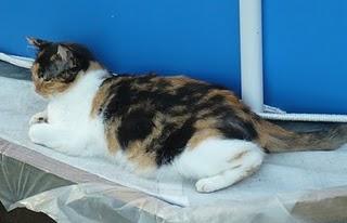 Cada cual a lo suyo Cada cual a lo suyo