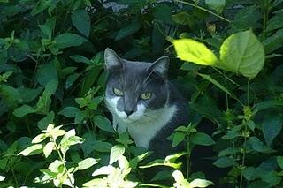 Cada cual a lo suyo Cada cual a lo suyo