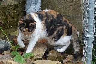 Cada cual a lo suyo Cada cual a lo suyo