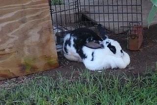 Cada cual a lo suyo Cada cual a lo suyo