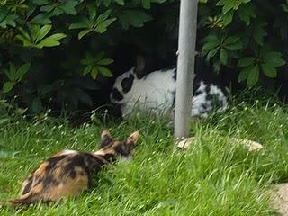 Cada cual a lo suyo Cada cual a lo suyo