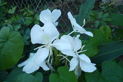 Más flores Más flores