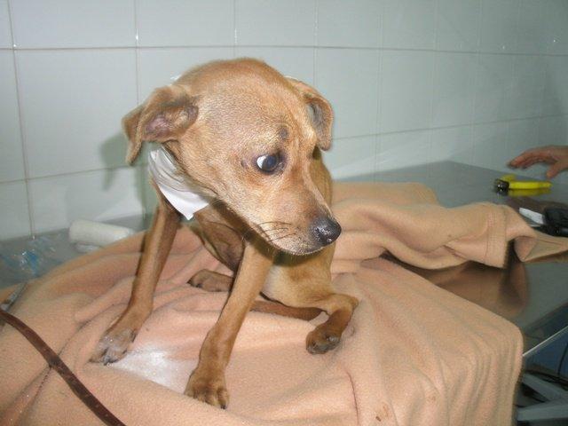 Vida, la mirada del dolor de un cachorro Vida, la mirada del dolor de un cachorro