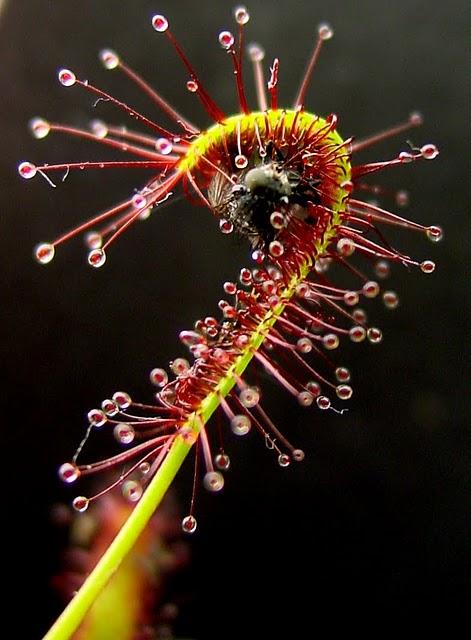 http://2.bp.blogspot.com/_ephrUu4DjDo/SxEPaV-F15I/AAAAAAAACbs/l2rRk3mWTMI/s400/Drosera_capensis_bend.JPG