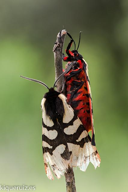 Macro 2016 III mariposas