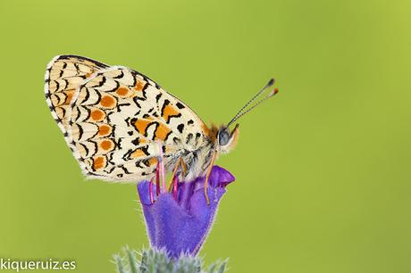 Macro 2016 III mariposas